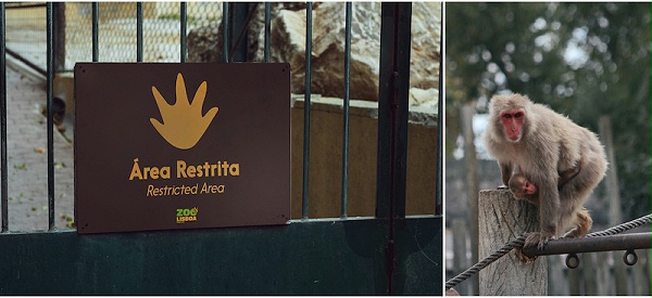 里斯本动物园标识导视系统设计4